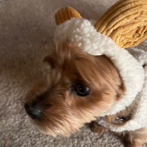 Dog costume 2010